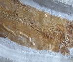 Tharsis dubius (BLAINVILLE 1818) - Bild © FossNet FossilienStore